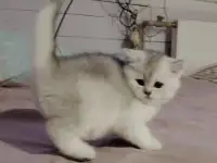 Шотландский котенок, кот., фотография 4