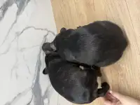 Щенки французского бульдога, фотография 4