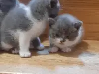 Отдам котят в хорошие руки, фотография 9