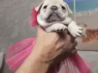 щенки французского бульдога, фотография 2