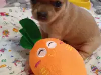 Щенки чихуахуа