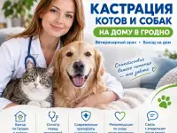 КАСТРАЦИЯ КОТА И СОБАКИ НА ДОМУ