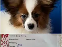 Щенки папильона, фотография 3