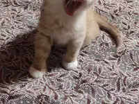 Отдам рыжего котенка-мальчика в дар