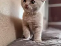 Шотландские котята, фотография 5