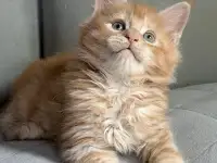 Мальчики Мейн кун, фотография 4