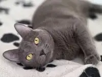 Тео-молодой Кот. кастрирован., фотография 9