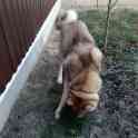 Арчи ищет новых хозяев, фотография 9