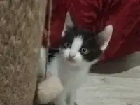 Красивые котята в дар, фотография 3