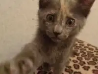 Пепельный котенок - любитель поспать на ручках + домик по желанию (45р), фотография 3