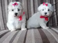 Мальтийской болонки щенки, фотография 12