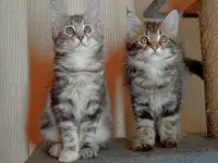 Котята мейн-кун, фотография 1
