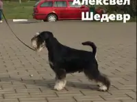 Щенки, фотография 3