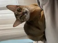 Абиссинские котята, фотография 11