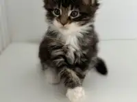 Очаровательный Котенок Мейн-Кун, фотография 2