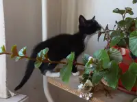 Котята, фотография 2
