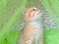 ЗОЛОТАЯ ШИНШИЛЛА шотландские котята, фотография 4