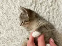 Котёнок, фотография 6