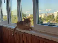 Ищет дом ласковый и интеллигентный молодой котик!!!, фотография 5