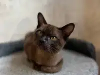 Котята европейской бурмы, фотография 7
