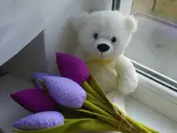 Тюльпаны Тильда, фотография 8