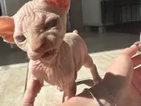 Котята канадского сфинкса, фотография 6