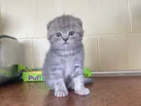 Шотландские котята, фотография 3
