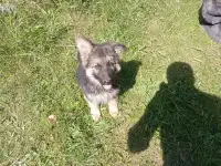 Щенки немецкой овчарки, фотография 3