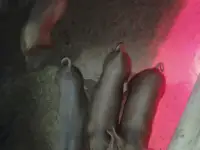 Поросята дюрок
