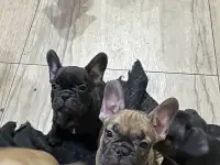 Французский бульдог, фотография 10