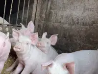 Продам поросят
