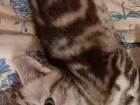 Шотландские котята, фотография 4