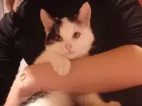 Отдам кошечку трехмесячную в хорошие руки