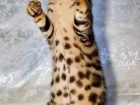 Бенгальские котята, фотография 3