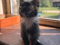 Котёнок в дар, фотография 2