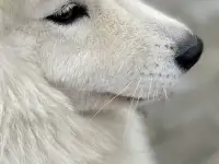 Отдам в хорошие руки, фотография 2