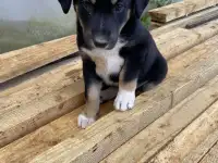 Щенки