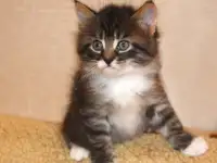 котята в добрые руки, фотография 3