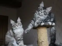 Котята мейн кун!, фотография 2
