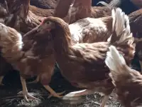 Куры несушки молодушки, фотография 5