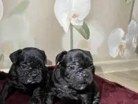 Французский бульдог, фотография 3