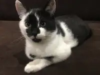 Дачные котята срочно ищут дом!, фотография 3