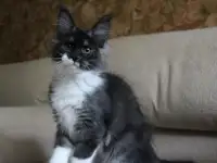 Мейн-кун кошечка!, фотография 2