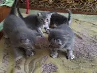 Котята