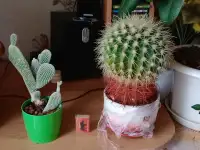 Кактус