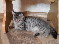 Котята шотландской короткошерстной, фотография 3