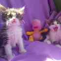 Котята бесплатно., фотография 8