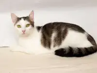 Чудесные кошечки-сестрички Малышка и Мура в дар, фотография 2