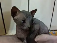 Котята Канадского Сфинкса, фотография 2