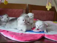 Шотландские котята, фотография 2